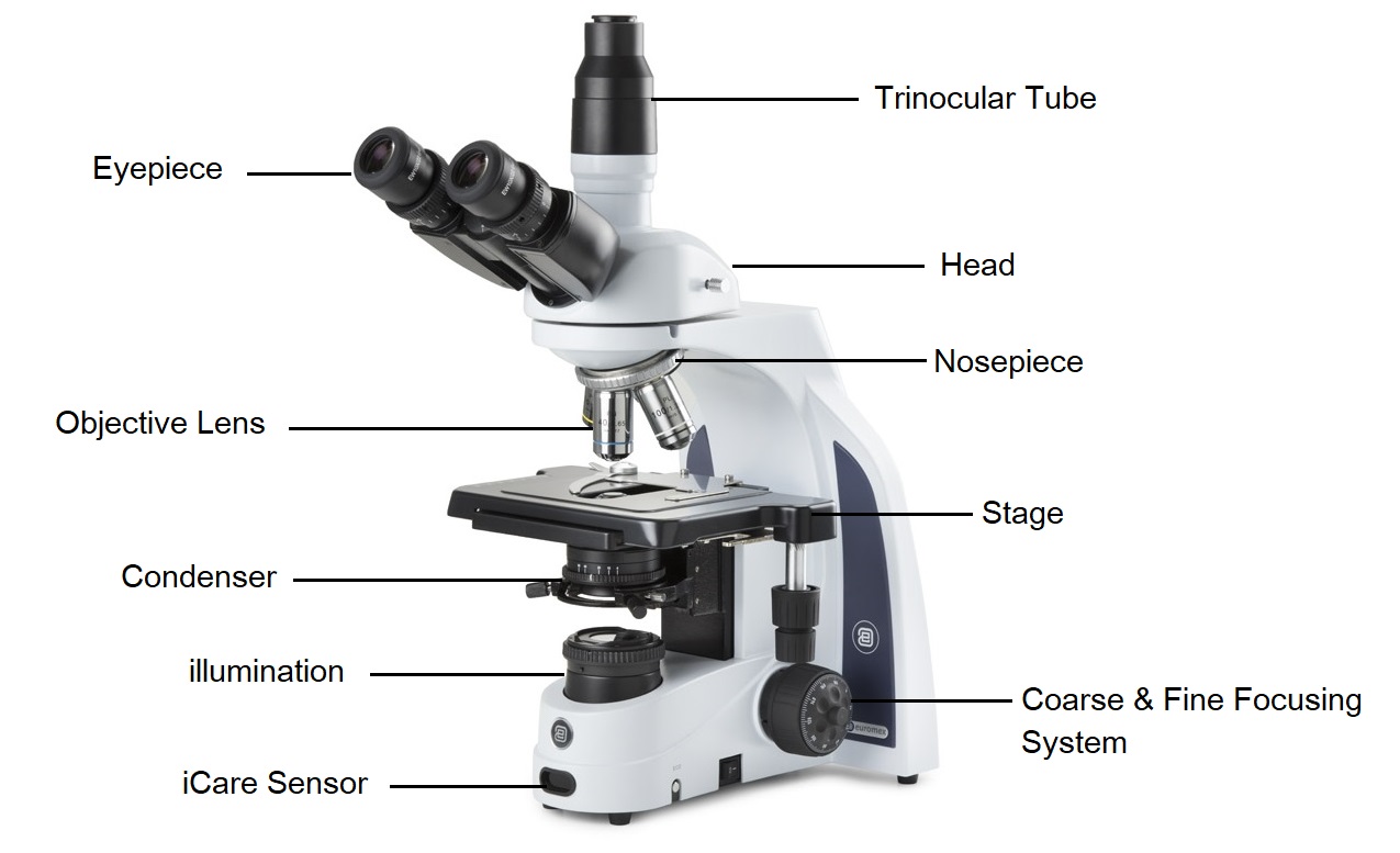 Mikroskop Pengertian Sejarah Fungsi Bagian Jenis Mikroskop Riset